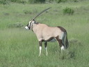 gemsbok